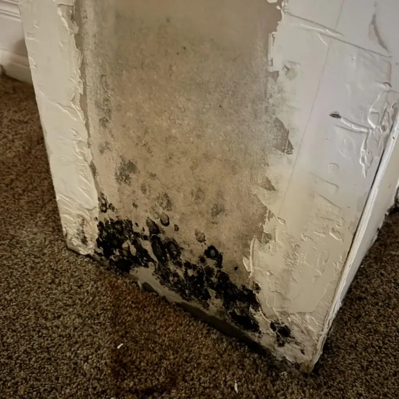 Professional Mold Removal in Plattsburg, MO